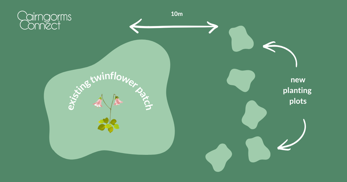existing twinflower patch (2)